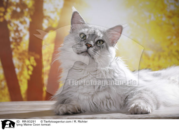 liegender Maine Coon Kater / lying Maine Coon tomcat / RR-93291