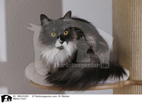 Maine Coon / Maine Coon / RR-93293