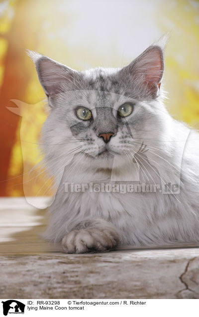 liegender Maine Coon Kater / lying Maine Coon tomcat / RR-93298