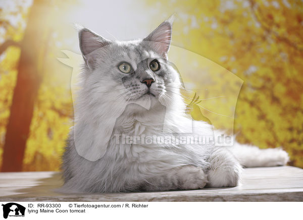 liegender Maine Coon Kater / lying Maine Coon tomcat / RR-93300