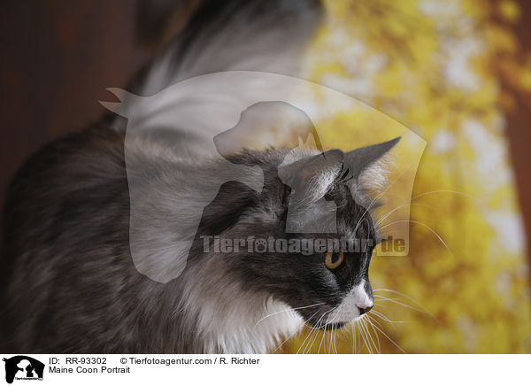 Maine Coon Portrait / Maine Coon Portrait / RR-93302