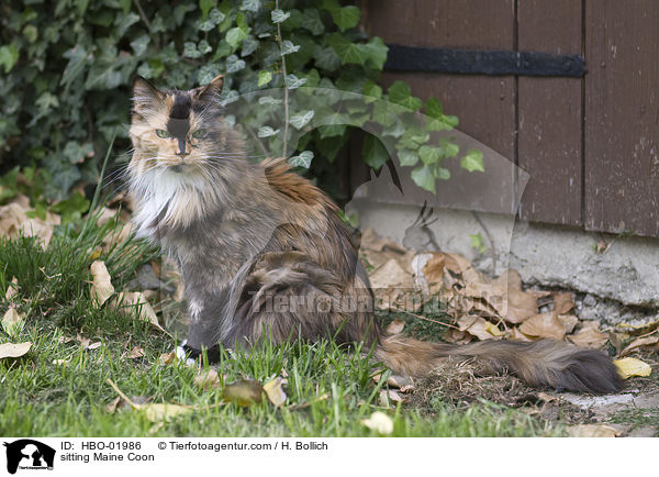 sitting Maine Coon / HBO-01986