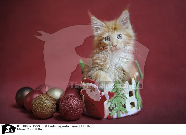 Maine Coon Ktzchen / Maine Coon Kitten / HBO-01993