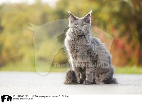 sitzende Maine Coon / sitting Maine Coon / RR-96273