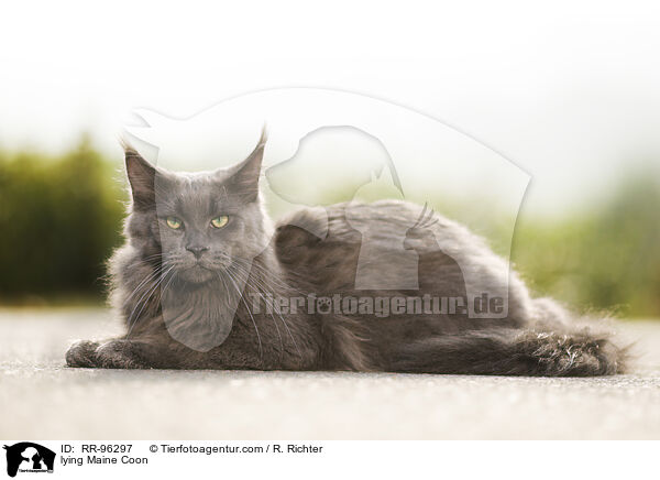 liegende Maine Coon / lying Maine Coon / RR-96297