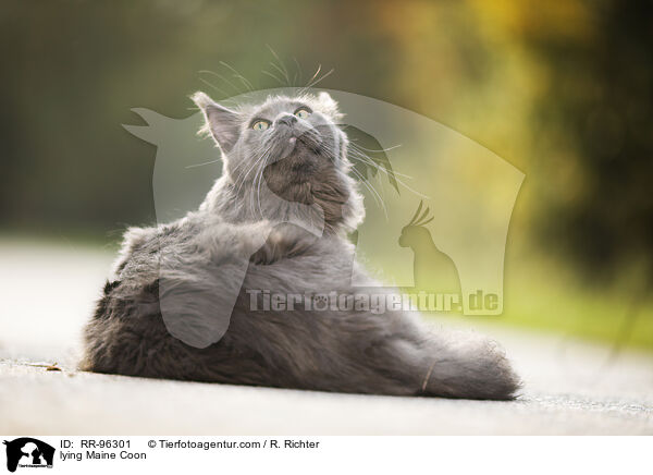 liegende Maine Coon / lying Maine Coon / RR-96301