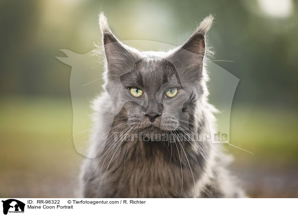 Maine Coon Portrait / Maine Coon Portrait / RR-96322