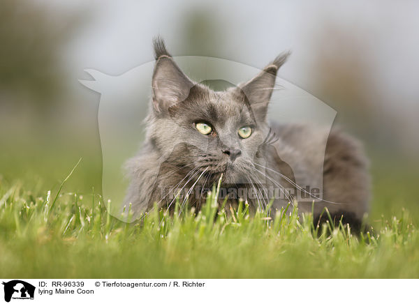 liegende Maine Coon / lying Maine Coon / RR-96339