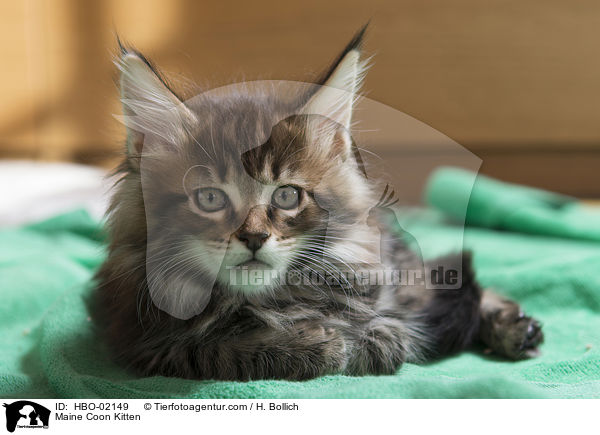 Maine Coon Kitten / HBO-02149