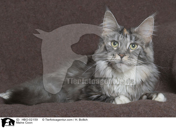 Maine Coon / Maine Coon / HBO-02159