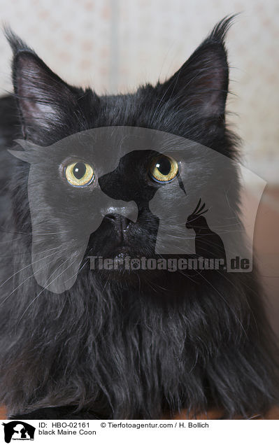 black Maine Coon / HBO-02161