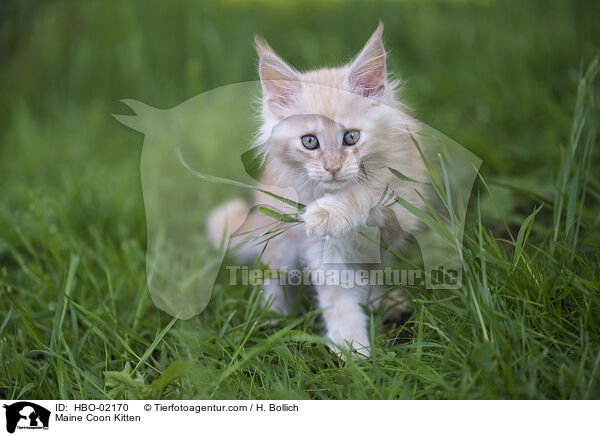 Maine Coon Kitten / HBO-02170