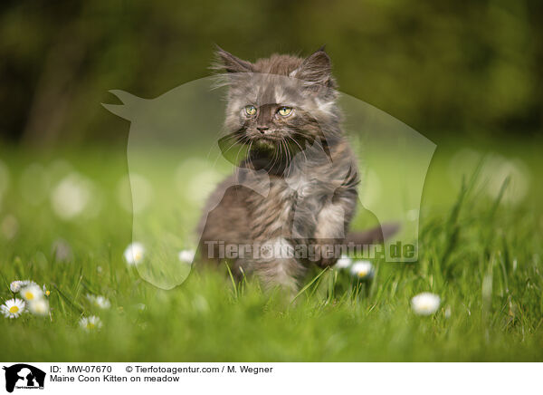 Maine Coon Ktzchen auf der Wiese / Maine Coon Kitten on meadow / MW-07670