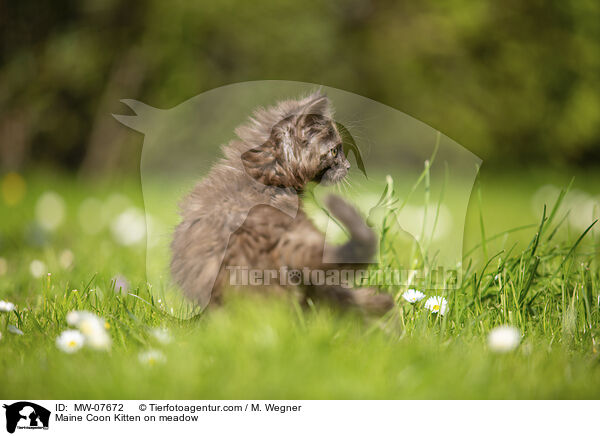 Maine Coon Ktzchen auf der Wiese / Maine Coon Kitten on meadow / MW-07672