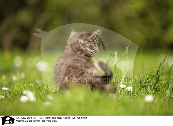 Maine Coon Ktzchen auf der Wiese / Maine Coon Kitten on meadow / MW-07673