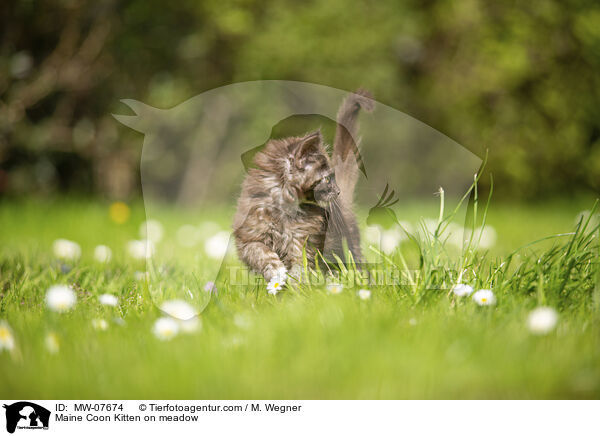 Maine Coon Ktzchen auf der Wiese / Maine Coon Kitten on meadow / MW-07674