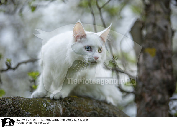 junge weie Maine Coon / young white Maine Coon / MW-07701