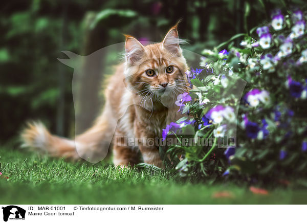 Maine Coon Kater / Maine Coon tomcat / MAB-01001