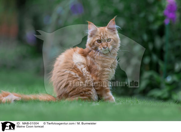 Maine Coon Kater / Maine Coon tomcat / MAB-01004