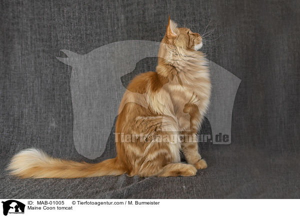 Maine Coon Kater / Maine Coon tomcat / MAB-01005