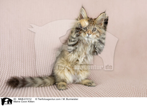 Maine Coon Ktzchen / Maine Coon Kitten / MAB-01012