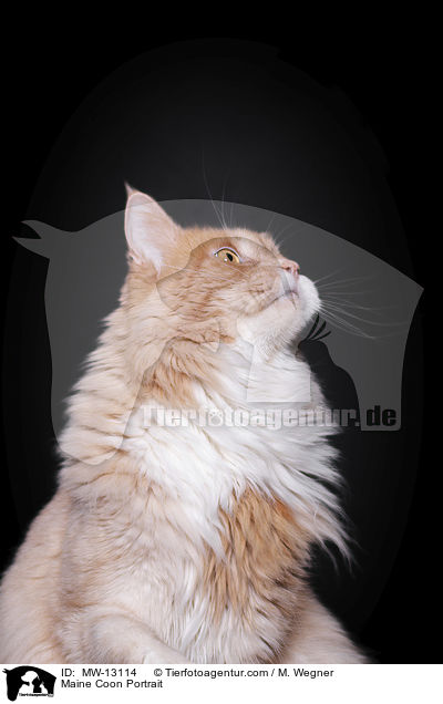 Maine Coon Portrait / Maine Coon Portrait / MW-13114