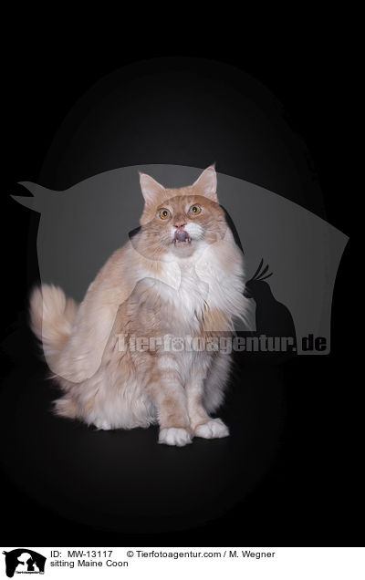 sitzende Maine Coon / sitting Maine Coon / MW-13117