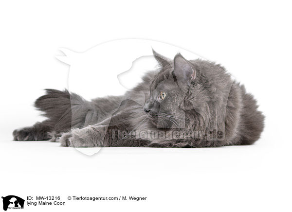 lying Maine Coon / MW-13216