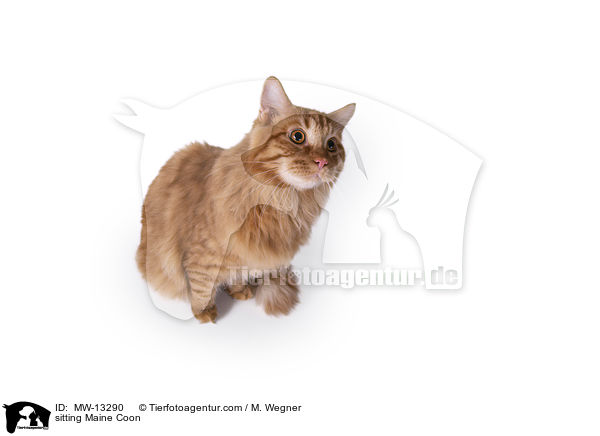 sitzender Maine Coon / sitting Maine Coon / MW-13290