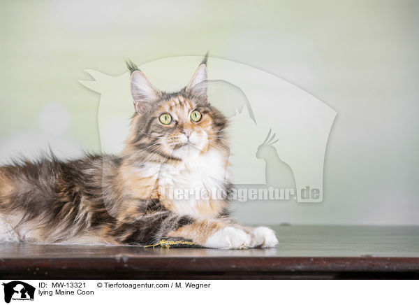 lying Maine Coon / MW-13321