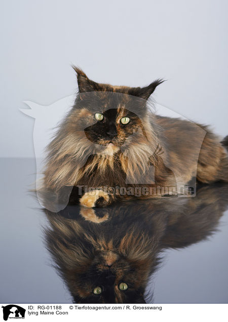 liegende Maine Coon / lying Maine Coon / RG-01188