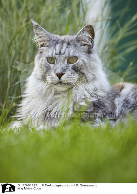 liegende Maine Coon / lying Maine Coon / RG-01195