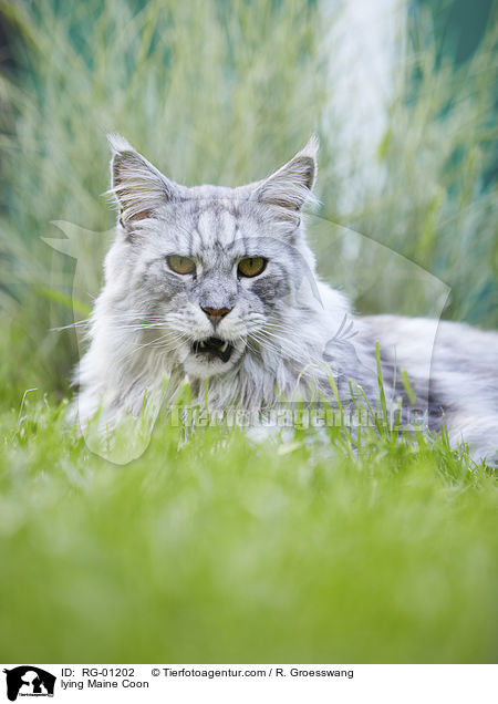 liegende Maine Coon / lying Maine Coon / RG-01202