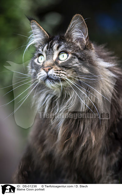 Maine Coon Portrait / Maine Coon portrait / DS-01236