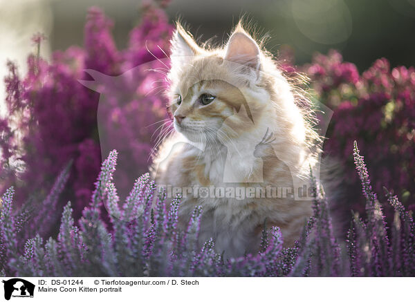 Maine Coon Ktzchen Portrait / Maine Coon Kitten portrait / DS-01244