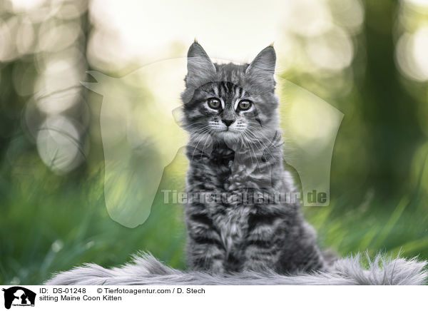 sitzendes Maine Coon Ktzchen / sitting Maine Coon Kitten / DS-01248