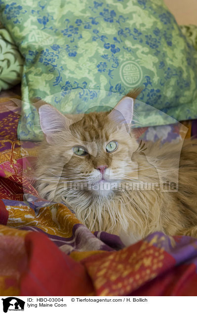 liegende Maine Coon / lying Maine Coon / HBO-03004