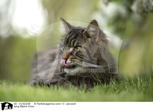 liegende Maine Coon / lying Maine Coon / VJ-02236