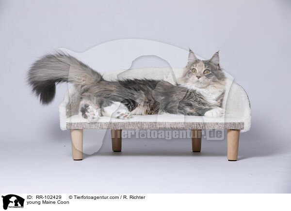 young Maine Coon / RR-102429