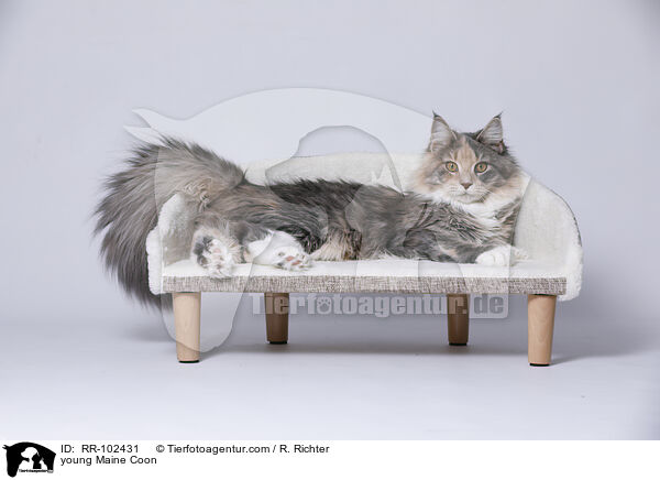 young Maine Coon / RR-102431