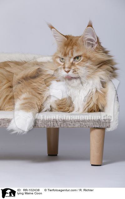 liegende Maine Coon / lying Maine Coon / RR-102438