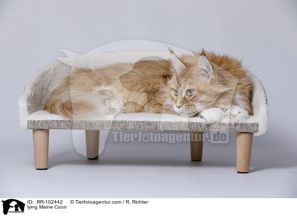 liegende Maine Coon / lying Maine Coon / RR-102442