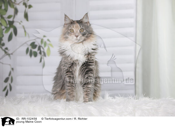 young Maine Coon / RR-102458