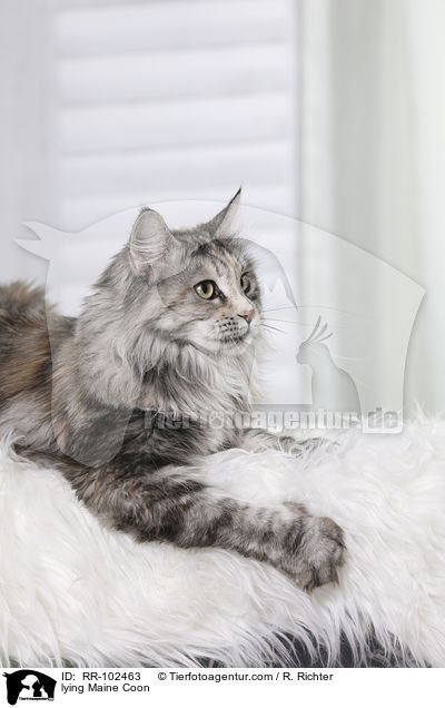 liegende Maine Coon / lying Maine Coon / RR-102463