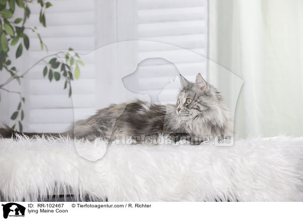 liegende Maine Coon / lying Maine Coon / RR-102467