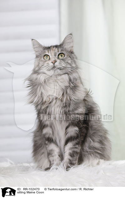 sitzende Maine Coon / sitting Maine Coon / RR-102470