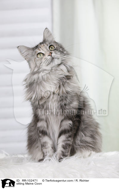 sitzende Maine Coon / sitting Maine Coon / RR-102471