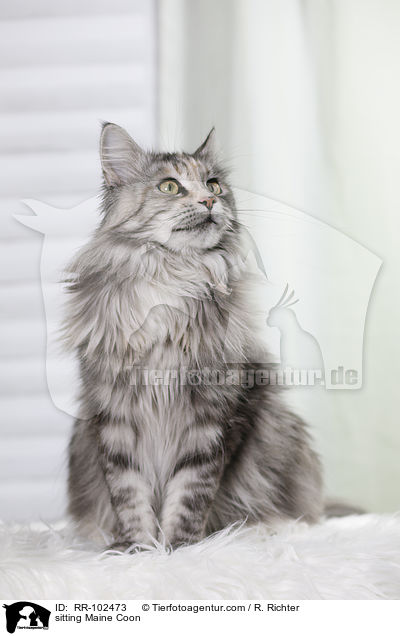 sitzende Maine Coon / sitting Maine Coon / RR-102473