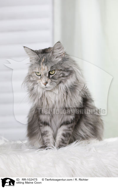 sitzende Maine Coon / sitting Maine Coon / RR-102475