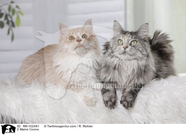 2 Maine Coons / 2 Maine Coons / RR-102481